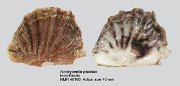 Alectryonella plicatula